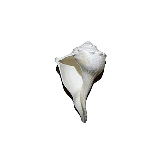 Dakshinavarti Shankh – 2 Inch Right-Handed Natural Conch Shell for Puja, Vastu, and Lakshmi Sadhana | Auspicious Hindu Spiritual Item for Home Temple & Wealth Rituals