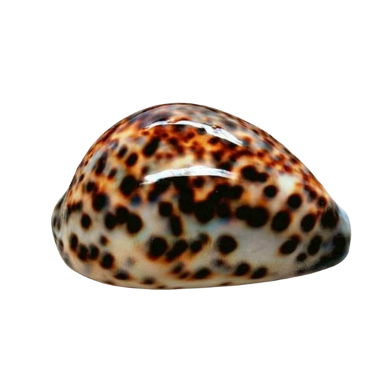 Tiger Cowrie Shell – Big Size Natural Sea Shell for Diwali, Vastu, Puja & Home Decor | Original Spotted Cowrie for Lakshmi Sadhana, Wealth Rituals & Spiritual Protection