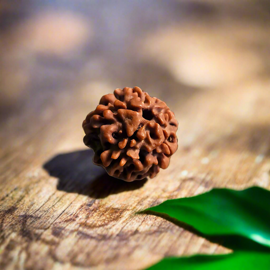 5 Mukhi Rudraksha, Certified | | 📿𝗦𝗵𝗿𝗮𝘃𝗮𝗻 𝗦𝗽𝗲𝗰𝗶𝗮𝗹📿