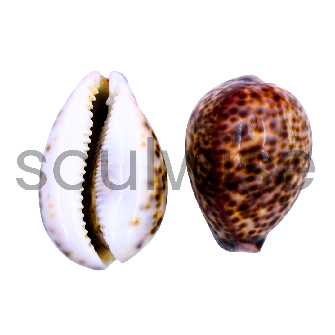Tiger Cowrie Shell – Big Size Natural Sea Shell for Diwali, Vastu, Puja & Home Decor | Original Spotted Cowrie for Lakshmi Sadhana, Wealth Rituals & Spiritual Protection