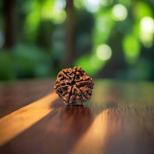 6 Mukhi Rudraksha, Certified | 📿𝗦𝗵𝗿𝗮𝘃𝗮𝗻 𝗦𝗽𝗲𝗰𝗶𝗮𝗹📿