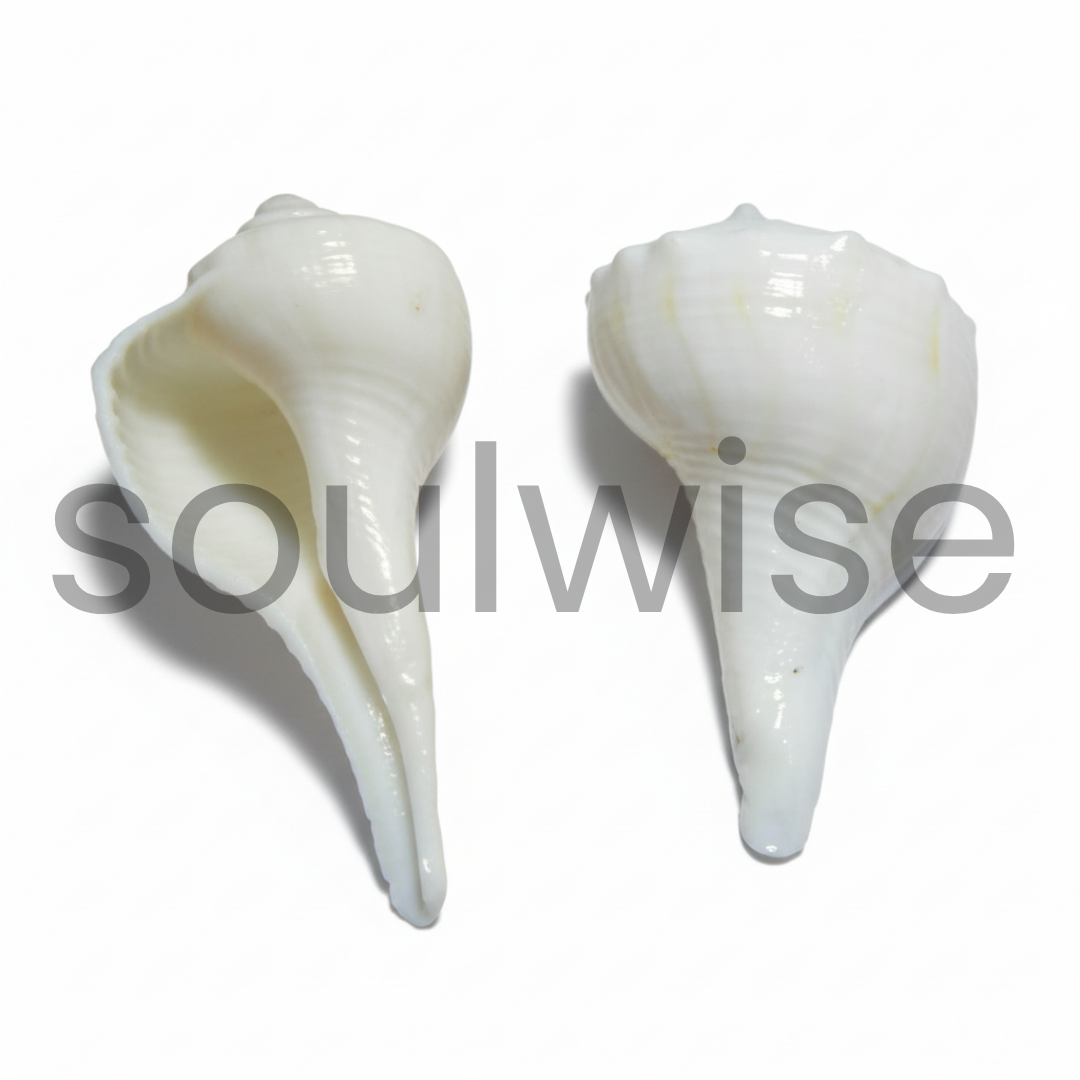 Dakshinavarti Shankh – 2 Inch Right-Handed Natural Conch Shell for Puja, Vastu, and Lakshmi Sadhana | Auspicious Hindu Spiritual Item for Home Temple & Wealth Rituals