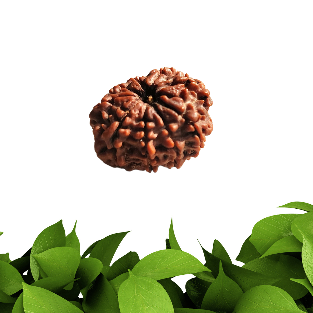9 मुखी रुद्राक्ष