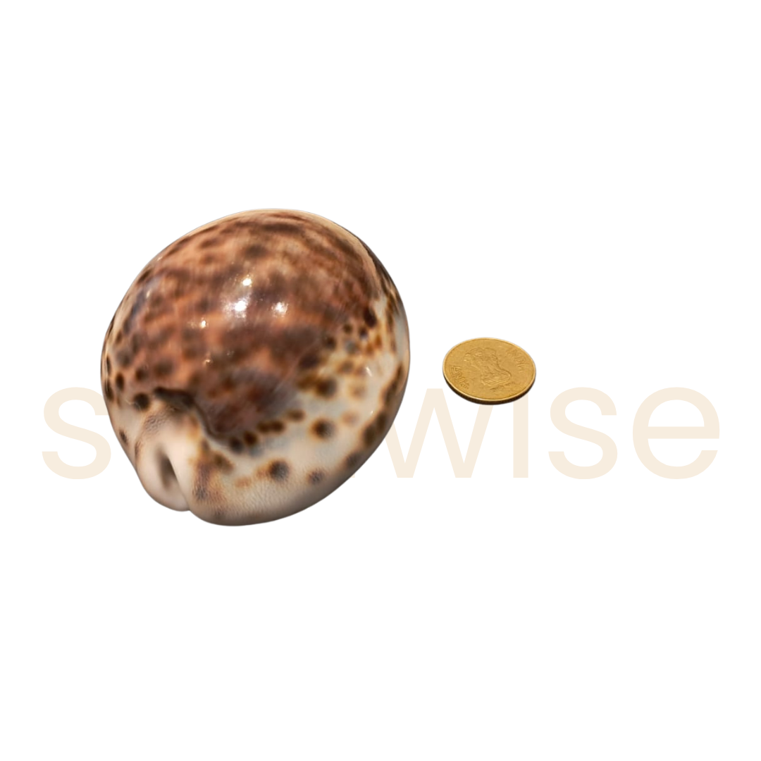 Tiger Cowrie Shell – Big Size Natural Sea Shell for Diwali, Vastu, Puja & Home Decor | Original Spotted Cowrie for Lakshmi Sadhana, Wealth Rituals & Spiritual Protection