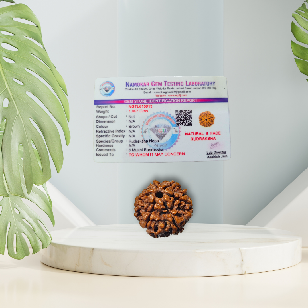 6 Mukhi Rudraksha, Certified | ๐ฟ๐ฆ๐ต๐ฟ๐ฎ๐๐ฎ๐ป ๐ฆ๐ฝ๐ฒ๐ฐ๐ถ๐ฎ๐น๐ฟ