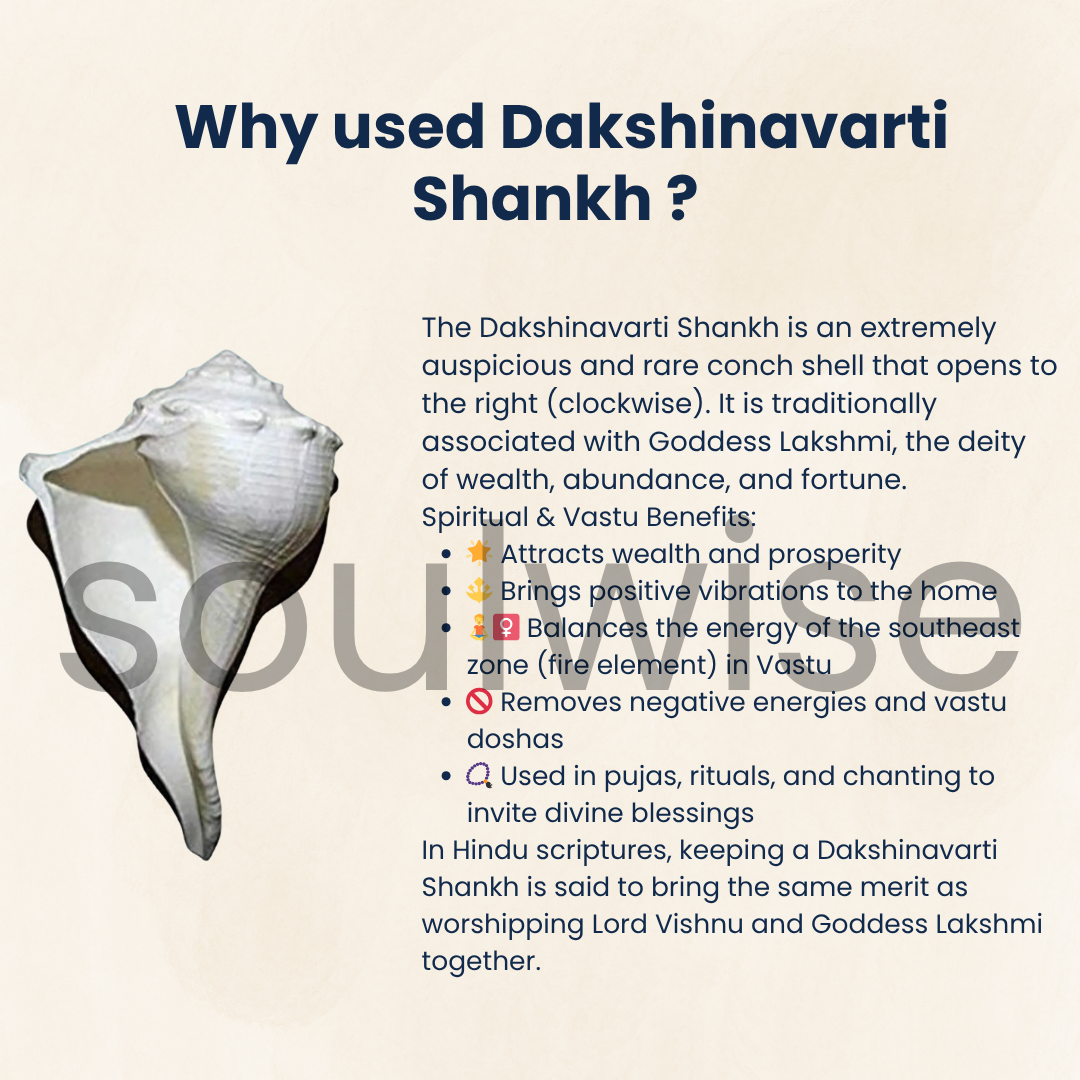 Dakshinavarti Shankh – 2 Inch Right-Handed Natural Conch Shell for Puja, Vastu, and Lakshmi Sadhana | Auspicious Hindu Spiritual Item for Home Temple & Wealth Rituals