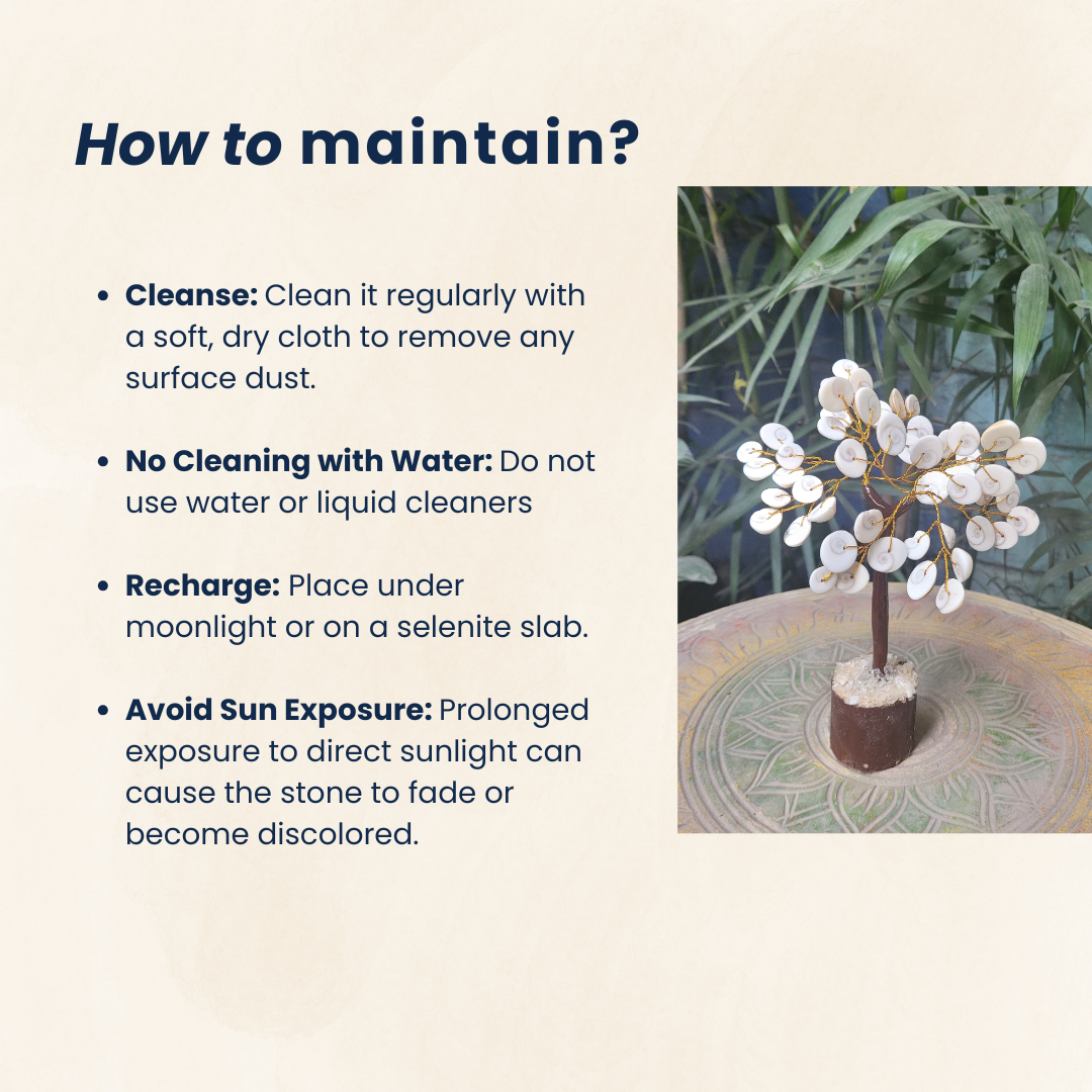 Navratri Special Original Gomti Chakra 6".