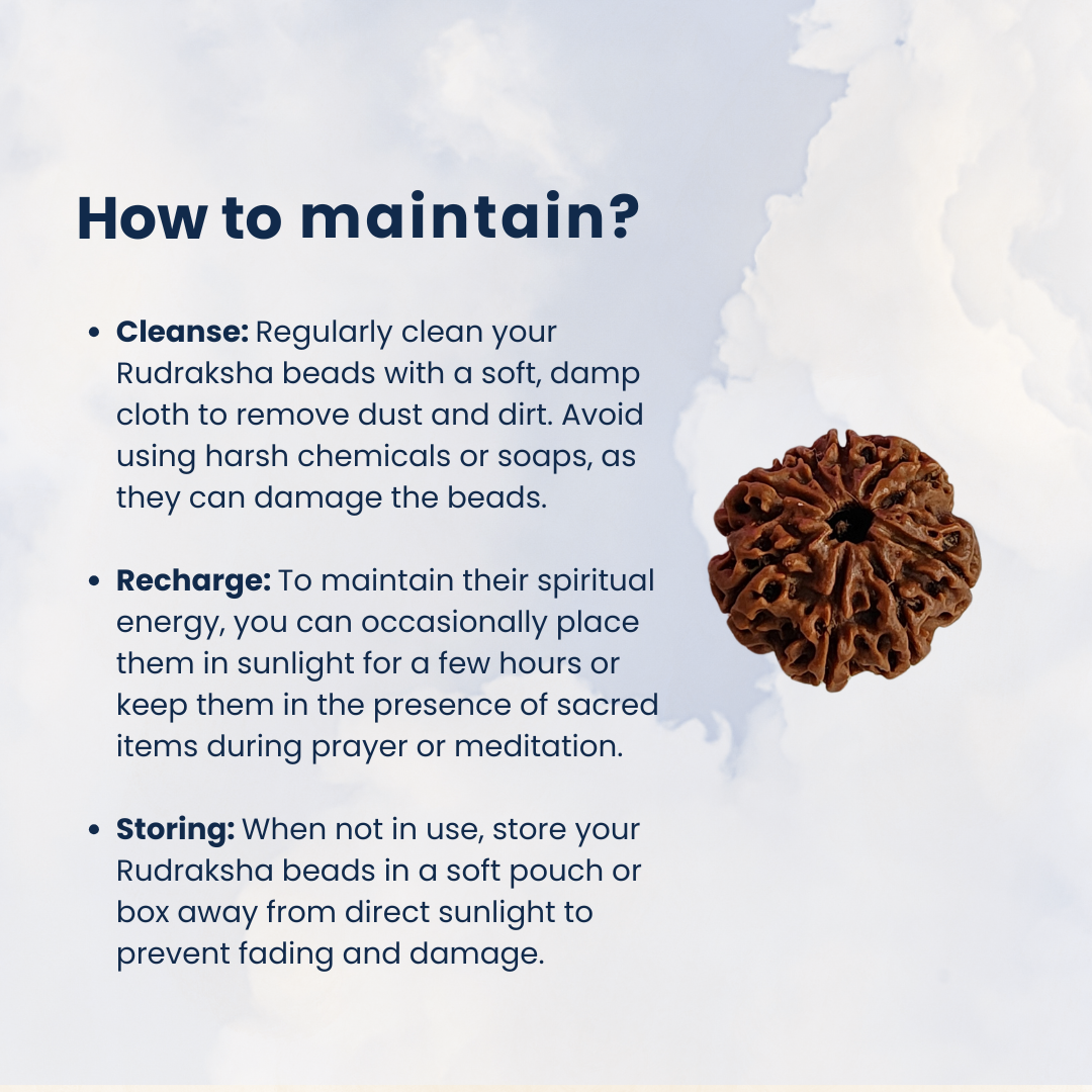 6 Mukhi Rudraksha, Certified | ๐ฟ๐ฆ๐ต๐ฟ๐ฎ๐๐ฎ๐ป ๐ฆ๐ฝ๐ฒ๐ฐ๐ถ๐ฎ๐น๐ฟ