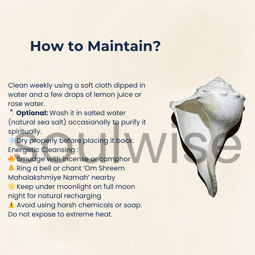 Dakshinavarti Shankh – 2 Inch Right-Handed Natural Conch Shell for Puja, Vastu, and Lakshmi Sadhana | Auspicious Hindu Spiritual Item for Home Temple & Wealth Rituals