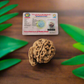 Ganesha Mukhi Rudraksha