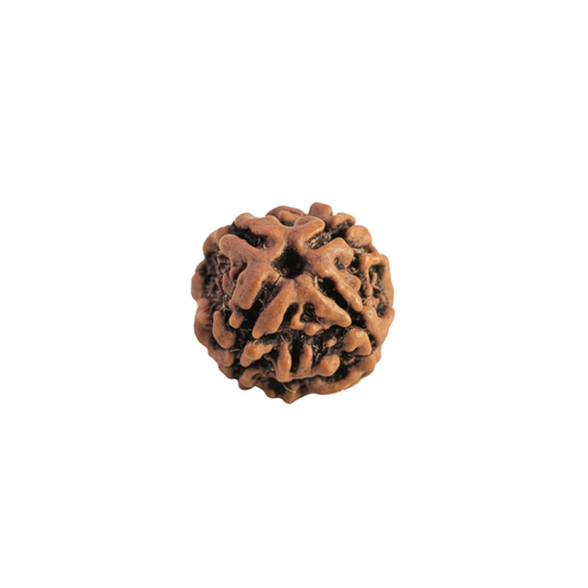 Soulwise Premium 4 Mukhi Nepali Rudraksha | Natural & Lab Certified | Energized for Knowledge & Wisdom | Comes in Box