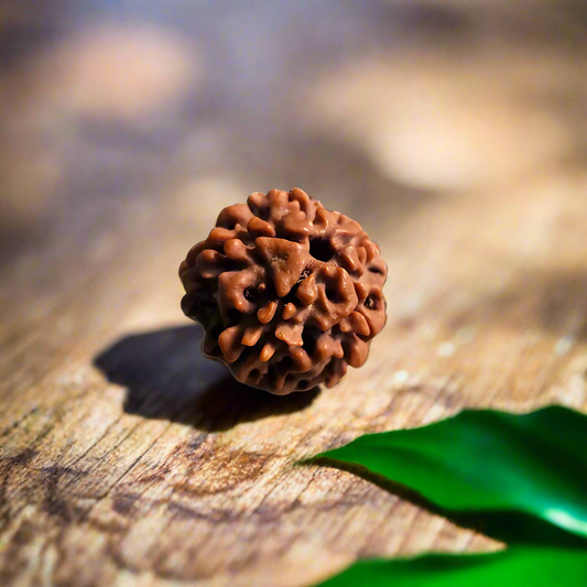 5 Mukhi Rudraksha, Certified