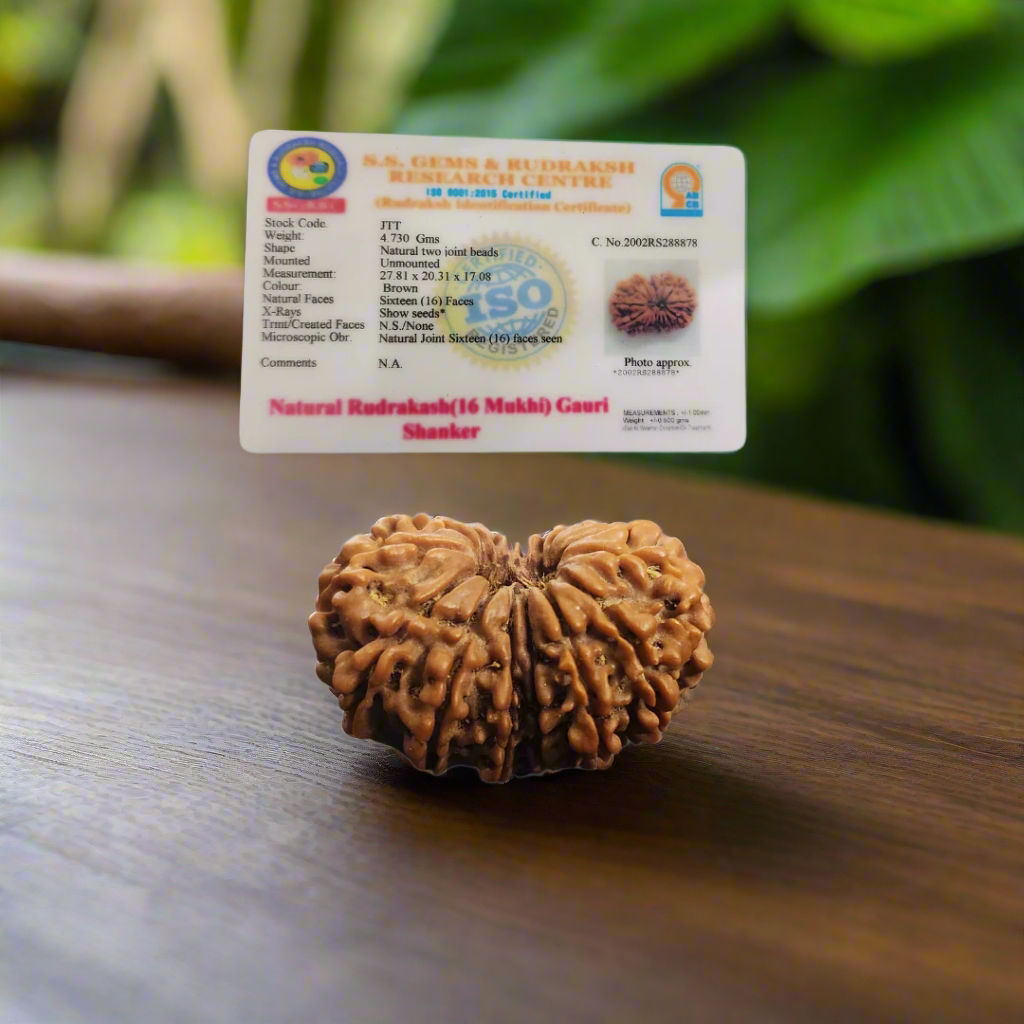 Gauri Shankar Rudraksha