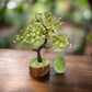 Green Aventurine Tree 9" with Zibu Coin for Prosperity, Success, Business Growth