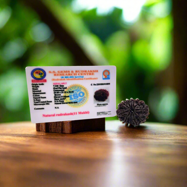 Certified 11 Mukhi Rudraksha Bead (Nepal Origin) | Lab Tested & Energized Eleven Face Rudraksha.