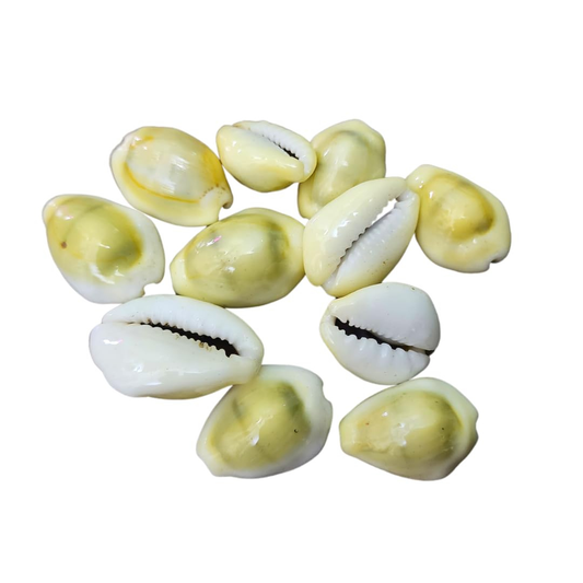 Soulwise Diwali Yellow Kaudi | पीली कौड़ी  Set of 11 for Diwali pooja, brings financial stability, wealth, and abundance, Removal of Obstacles.