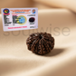 Certified 11 Mukhi Rudraksha Bead (Nepal Origin) | Lab Tested & Energized Eleven Face Rudraksha.