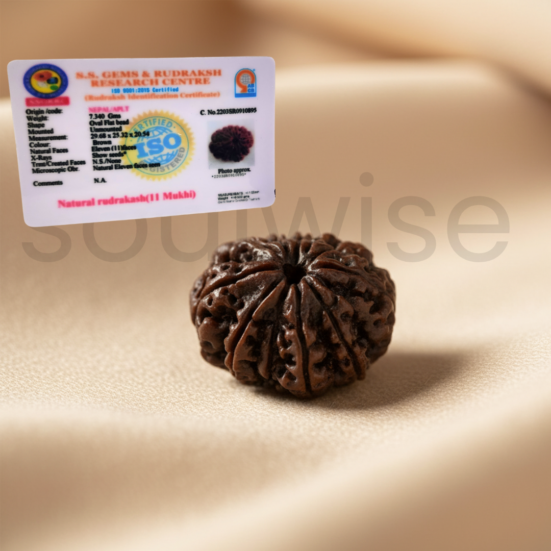 Certified 11 Mukhi Rudraksha Bead (Nepal Origin) | Lab Tested & Energized Eleven Face Rudraksha.