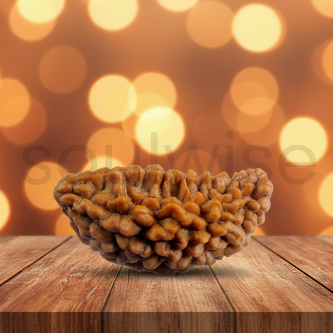 Natural 1 Mukhi Rudraksha (Kaju Shape) | Ek Mukhi Rudraksha for Peace, Focus & Spiritual Growth.