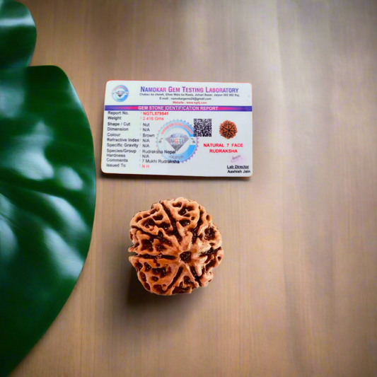 7 Mukhi Rudraksha