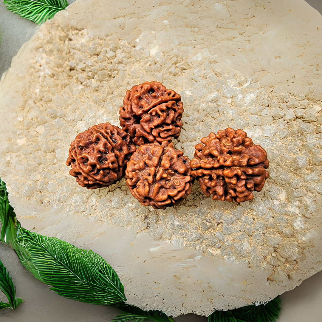 5 Mukhi Rudraksha, Certified