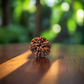 6 Mukhi Rudraksha, Certified