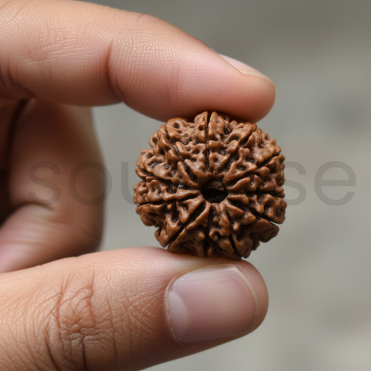Natural 12 Mukhi Rudraksha (Nepal Origin) | Twelve Face Rudraksha for Confidence, Leadership & Success | Certified & Energized