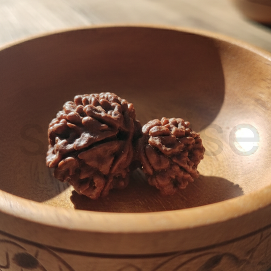Rare Antique Collector Garbh Gauri Rudraksha – Unique Natural Sacred Bead (Premium Grade)