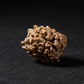 Premium 3 Mukhi Rudraksha | Natural & Lab Certified | Energized for Courage & Confidence | Comes in Box.