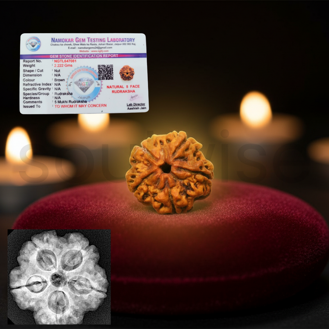 Natural 5 Mukhi Rudraksha | Panch Mukhi Rudraksha with Lab Certificate & X-Ray Report