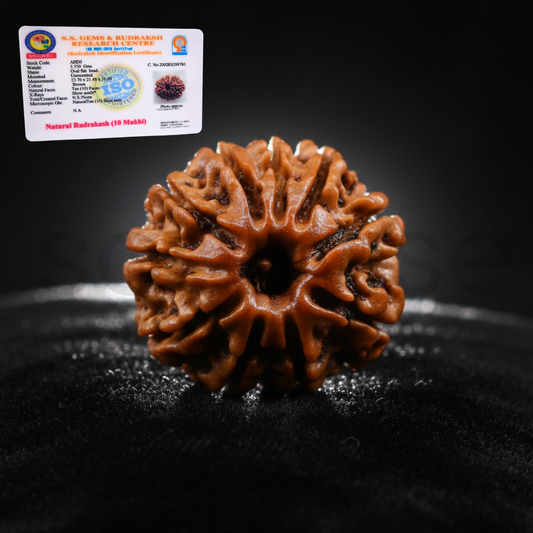 Natural 10 Mukhi/Face Rudraksha (Nepal Origin)