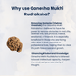 Ganesha Mukhi Rudraksha