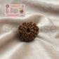 Natural 12 Mukhi Rudraksha (Nepal Origin) | Twelve Face Rudraksha for Confidence, Leadership & Success | Certified & Energized