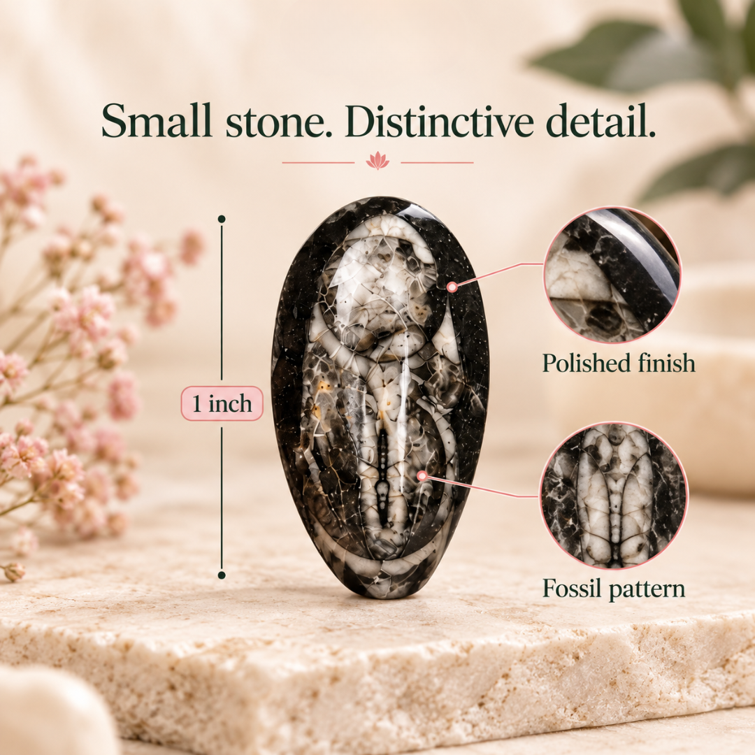 Orthoceras Fossil Stone 1 Inch – Fossil Collectible for Home Décor, Desk Display & Nature-Inspired Gifting