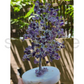 Amethyst Tree of Life  Symbol of balance, peace, and spiritual growth. Handcrafted with natural amethyst chips and a crystal base(8Inch).