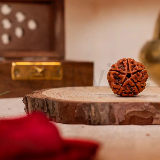 Soulwise Premium 5 Mukhi Rudraksha | Natural & Lab Certified | Energized for Health & Spiritual Power | Comes in Box.