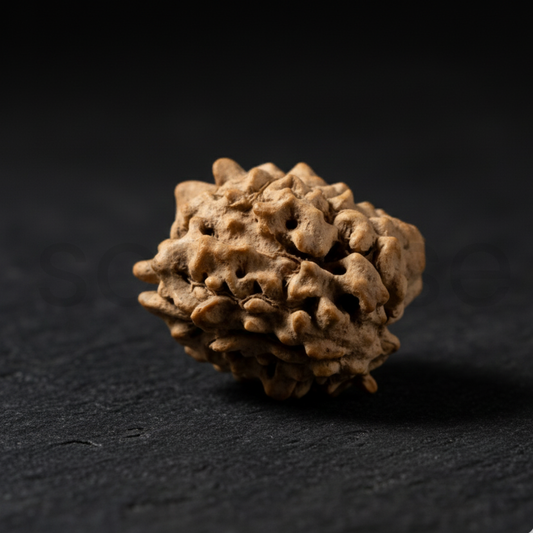 Natural 3 Mukhi Rudraksha | Genuine Nepali Three Mukhi Rudraksha Bead for Confidence, Health & Positivity | Energized & Ready to Wear
