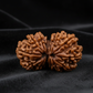 Antique Collector Size, 14 Mukhi Gauri‑Shankar Rudraksha (Nepali Origin, Premium Bead).