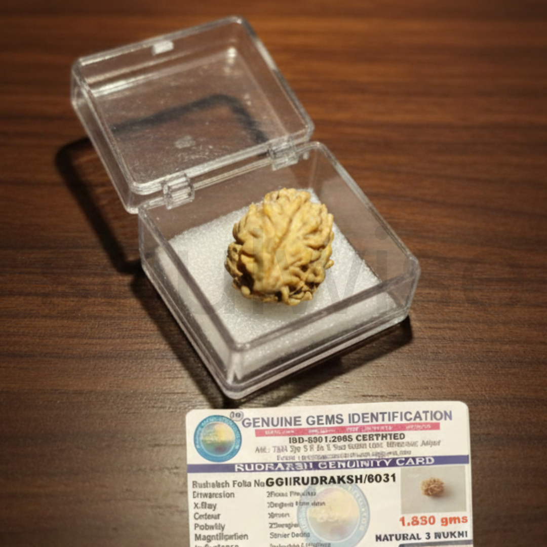 Premium 3 Mukhi Rudraksha | Natural & Lab Certified | Energized for Courage & Confidence | Comes in Box.
