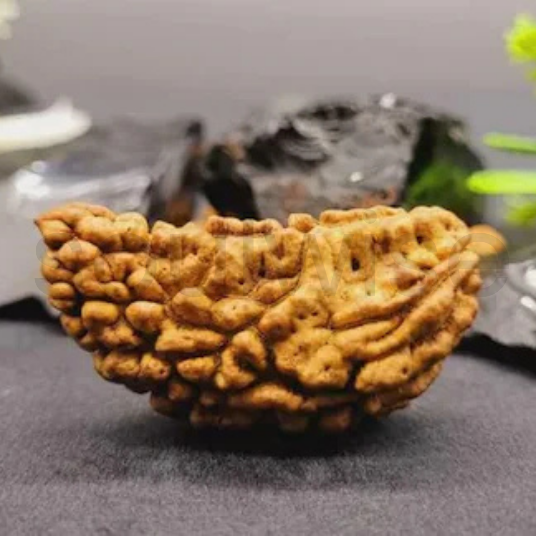 Natural 1 Mukhi Rudraksha (Kaju Shape) | Ek Mukhi Rudraksha for Peace, Focus & Spiritual Growth | Energized & Ready to Wear.