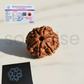 Natural 7 Mukhi Rudraksha (Nepali) – Medium Size | Seven Face Rudraksha with X-Ray Report | Energized & Ready to Wear