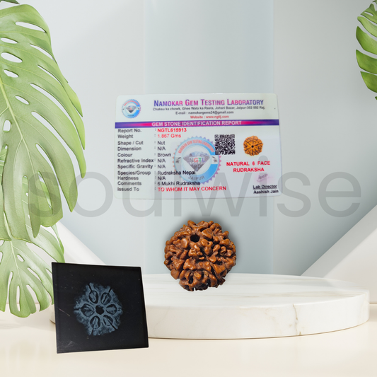 Natural 6 Mukhi Rudraksha (Nepali) – Medium Size | Six Face Rudraksha with X-Ray Report | Energized & Ready to Wear