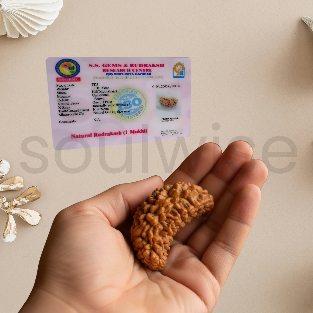 Natural 1 Mukhi Rudraksha (Kaju Shape) | Ek Mukhi Rudraksha for Peace, Focus & Spiritual Growth.