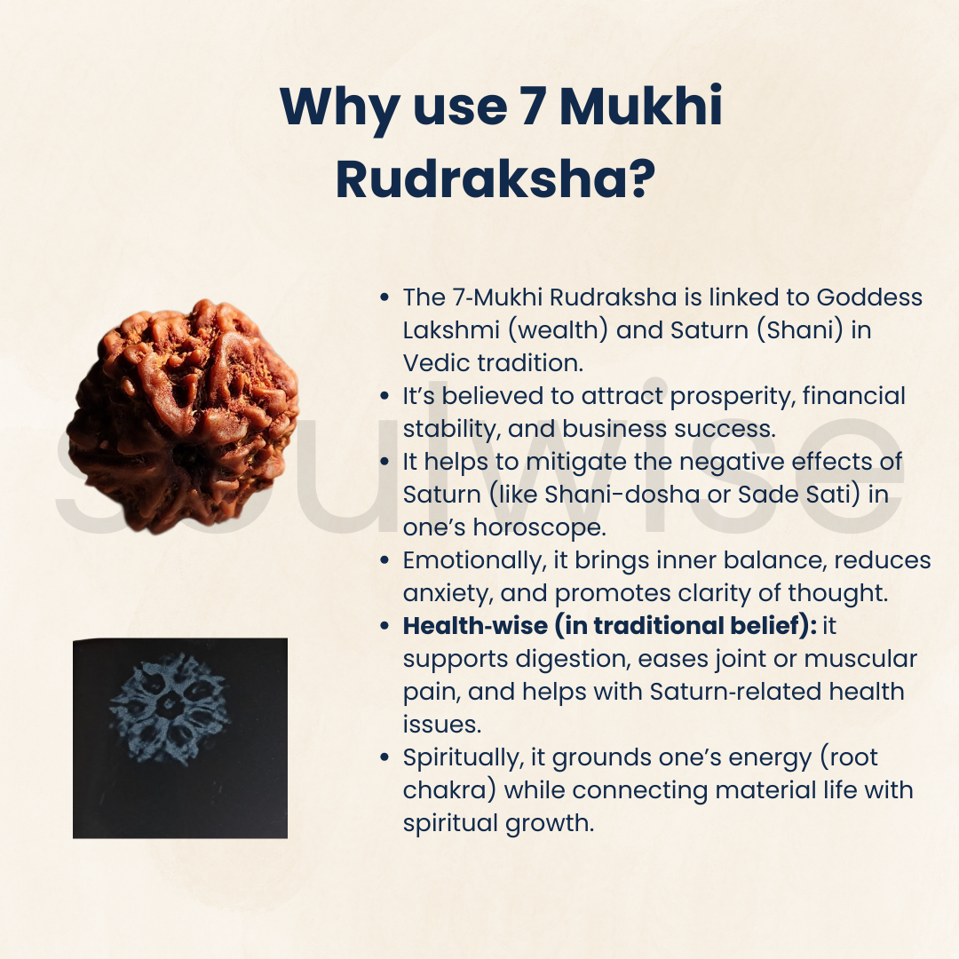 Natural 7 Mukhi Rudraksha (Nepali) – Medium Size | Seven Face Rudraksha with X-Ray Report | Energized & Ready to Wear