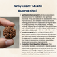 Natural 12 Mukhi Rudraksha (Nepal Origin) | Twelve Face Rudraksha for Confidence, Leadership & Success | Certified & Energized