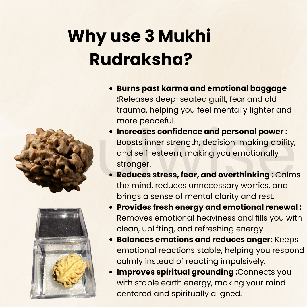 Premium 3 Mukhi Rudraksha | Natural & Lab Certified | Energized for Courage & Confidence | Comes in Box.