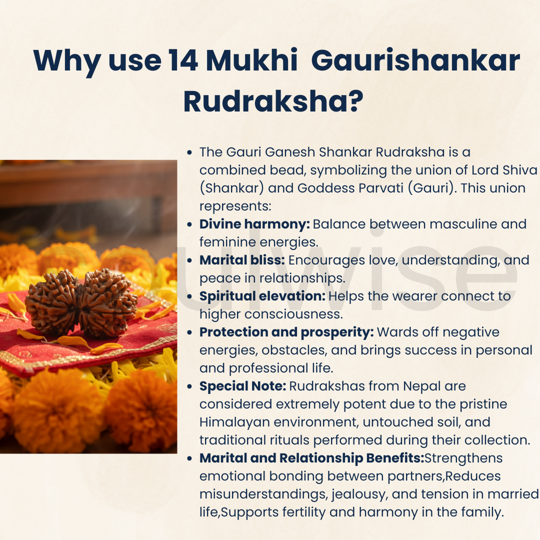 Antique Collector Size, 14 Mukhi Gauri‑Shankar Rudraksha (Nepali Origin, Premium Bead).