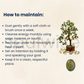 Green Aventurine Tree 9" with Zibu Coin for Prosperity, Success, Business Growth