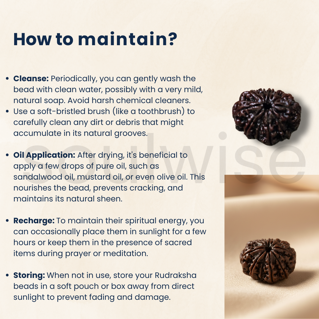 Certified 11 Mukhi Rudraksha Bead (Nepal Origin) | Lab Tested & Energized Eleven Face Rudraksha.