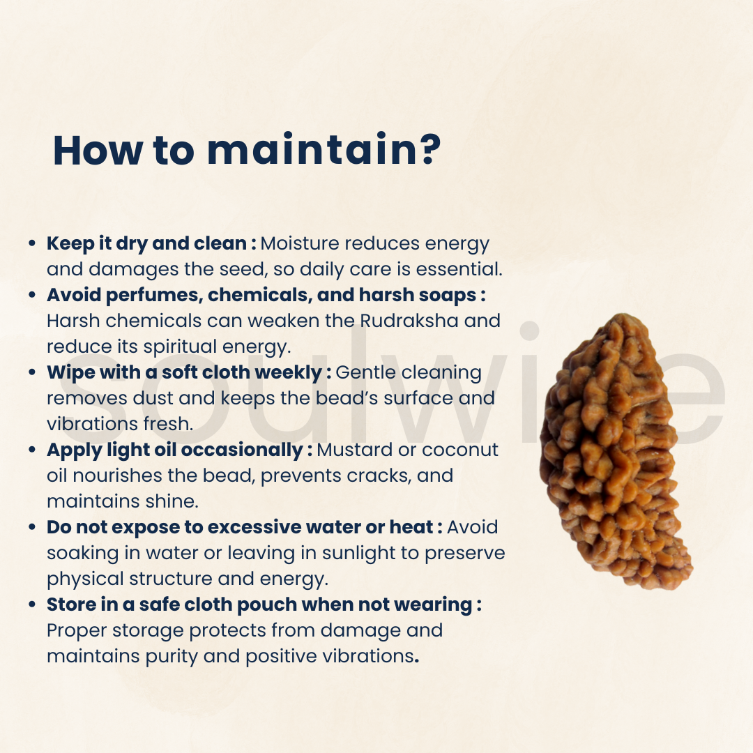 Natural 1 Mukhi Rudraksha (Kaju Shape) | Ek Mukhi Rudraksha for Peace, Focus & Spiritual Growth | Energized & Ready to Wear.